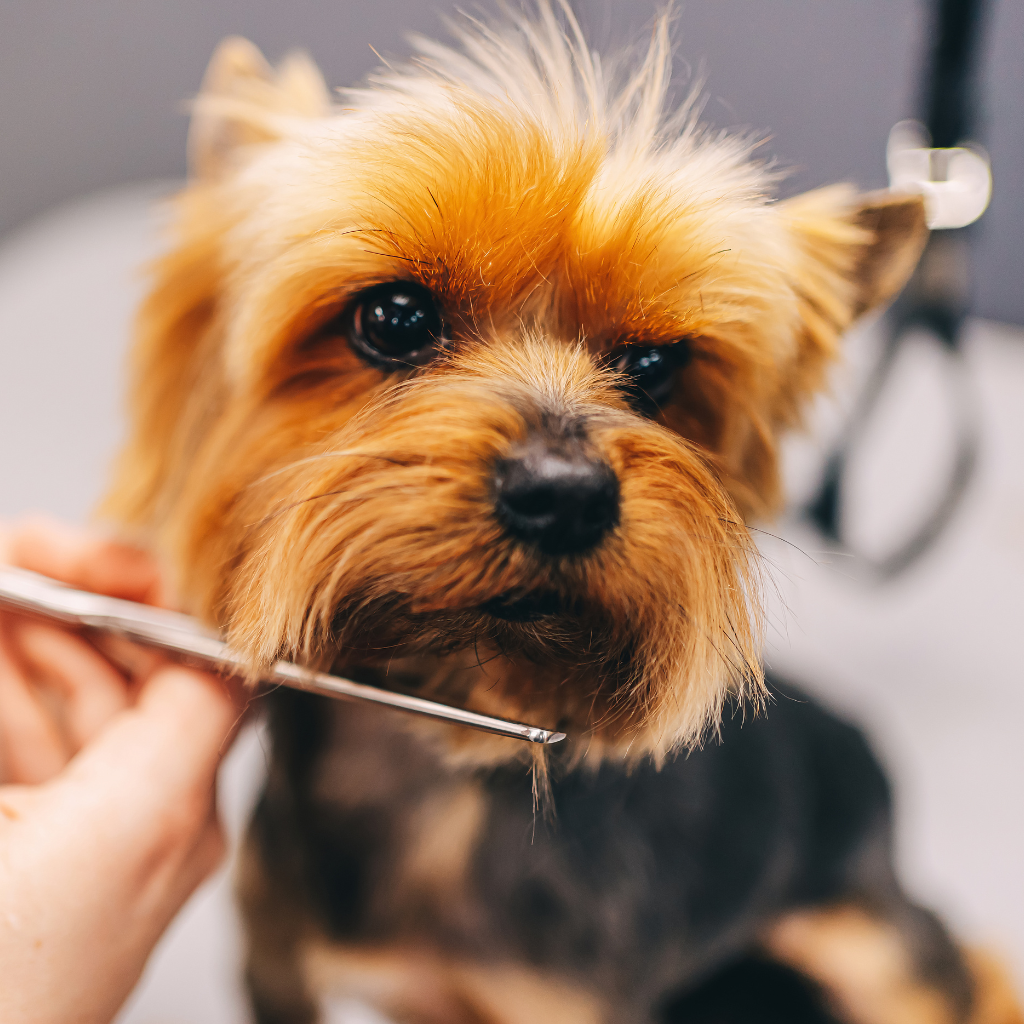 Tidy-Up Deluxe Bath at Barks & Recreation Pet Suites